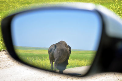 View of a bird on field