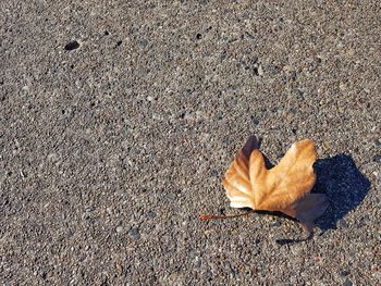 High angle view of dry maple leaf on land