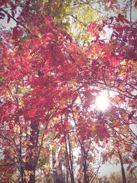 Low angle view of trees against sky