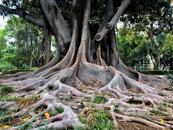 Trees growing in field