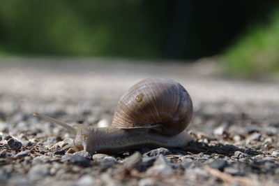 Close-up of snail