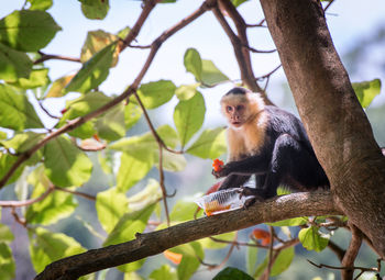 Low angle view of monkey eating food while sitting on tree