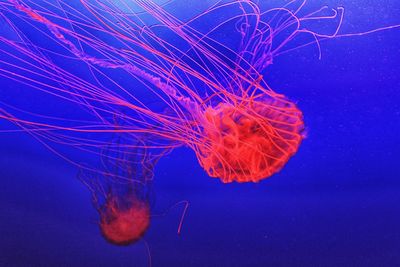 Close-up of jellyfish in sea