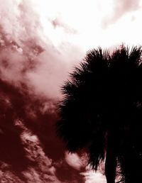 Low angle view of palm trees against cloudy sky