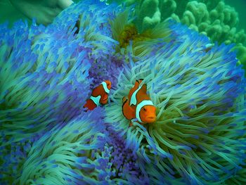 Clown fish swimming amidst corals in sea