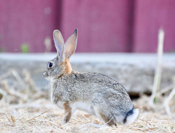 Close-up of rabbit