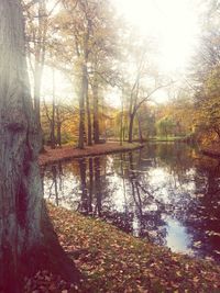 Reflection of trees in lake