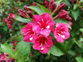 Close-up of pink flowers