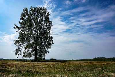 Tree on field against sky