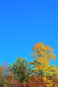 Low angle view of tree against clear blue sky