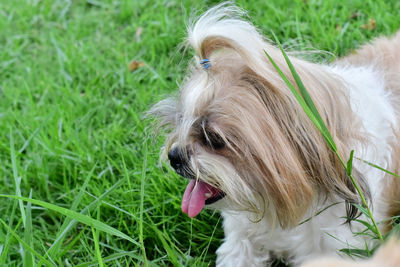 Portrait of a dog on field