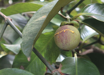 Close-up of fruits growing on plant