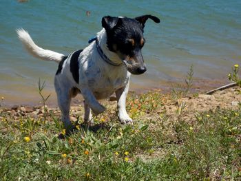 Dog standing on grass