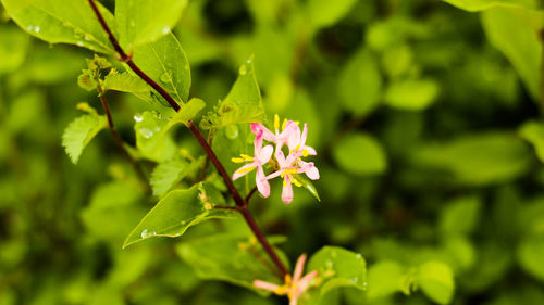 Close-up of flower blooming outdoors