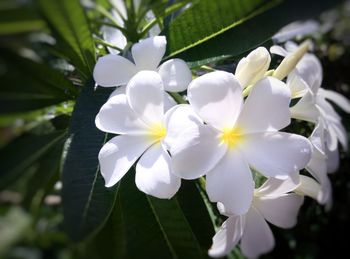 Close-up of frangipani blooming outdoors