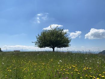 Scenic view of flowering plant on field against sky