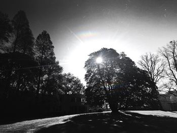 Sun shining through trees