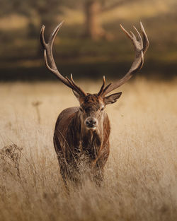 Close-up of deer on field