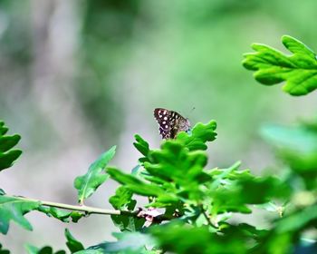 Close-up of butterfly on leaf