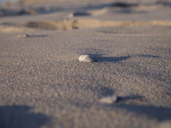 Surface level of sand
