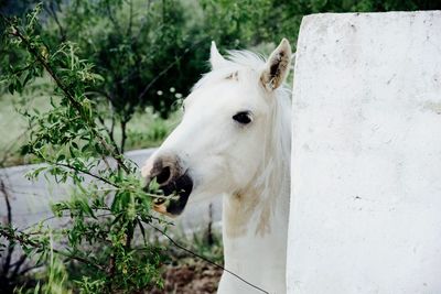 Close-up of white horse