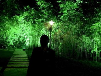 Rear view of silhouette man standing by illuminated trees at night