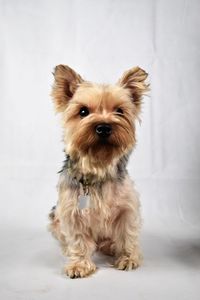 Portrait of cute dog sitting on floor
