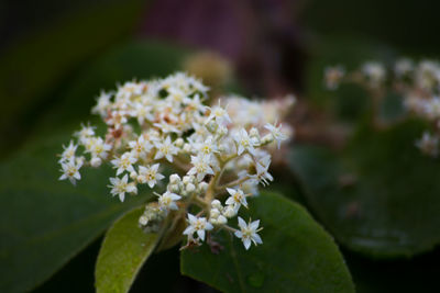 Close-up of fresh white flowers blooming outdoors