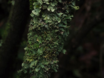 Close-up of lichen growing on tree trunk