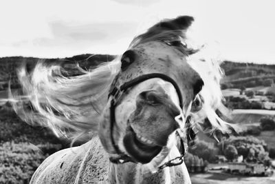 Close-up of horse on field against sky