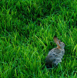 Side view of an animal on grass