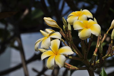 Close-up of yellow flowering plant