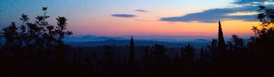 Silhouette of trees at sunset