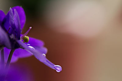 Close-up of purple flower