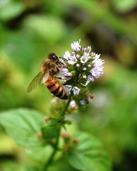 Close-up of bee pollinating on flower