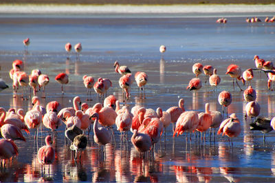 Flock of birds in lake