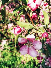 Close-up of pink flowering plant