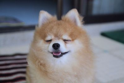 Close-up portrait of dog