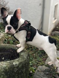 Portrait of dog at park