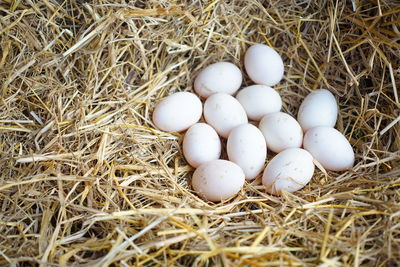 High angle view of eggs in nest