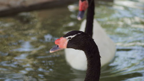 Close-up of swan swimming in lake