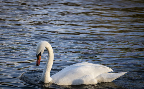 Swan floating on lake