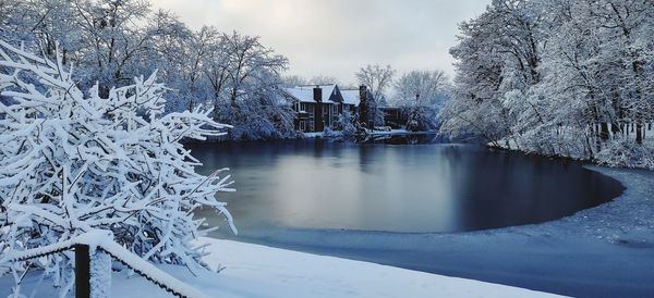 Frozen plants by trees against sky during winter