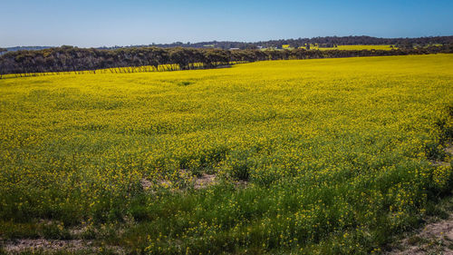 Yellow flowers growing on field