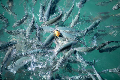 High angle view of swimming in sea