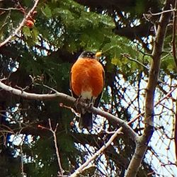 Animal in forest