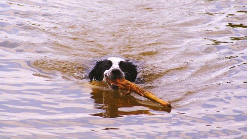 Dog swimming with wood in lake