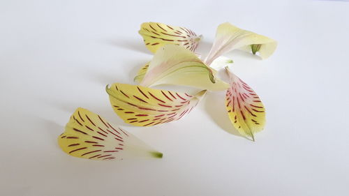 Close up of flowers