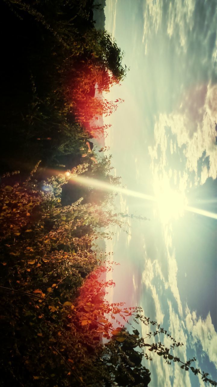 sun, sunbeam, sunlight, sky, lens flare, tree, growth, cloud - sky, nature, plant, tranquility, beauty in nature, tranquil scene, sunset, scenics, sunny, bright, field, cloud, low angle view