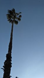 Low angle view of coconut palm tree against clear blue sky